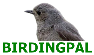 Birding Pal Logo